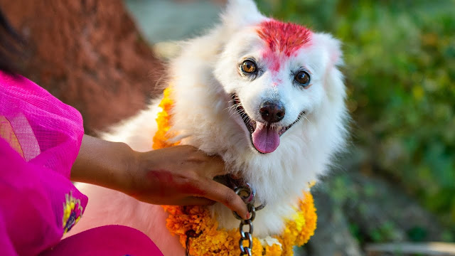 आज तिहारको दोश्रो दिन कुकुर तिहार