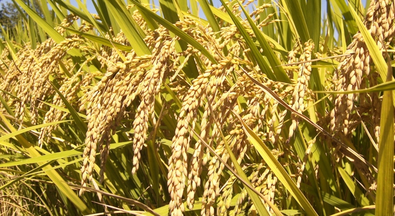 धान उत्पादन बढ्यो