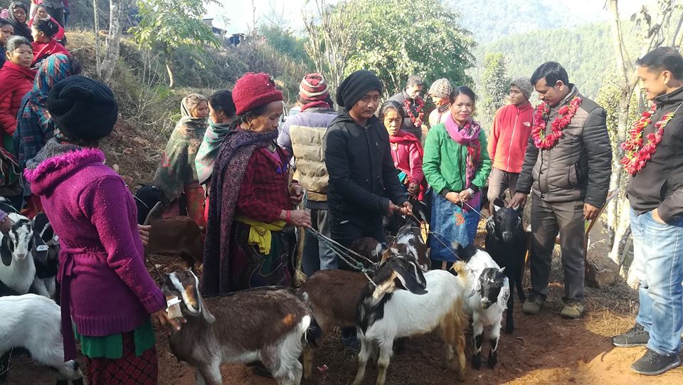 धादिङको सिद्धलेकमा बाख्रा उपहार वितरण