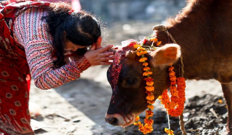 तिहारको चौथो दिन आज गाई र गोरुको पूजा गरिंदै