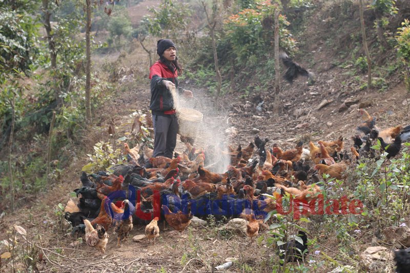 लोकल कुखुरा व्यवसायबाट मनग्य आम्दानी गर्दै २३ वर्षे युवा