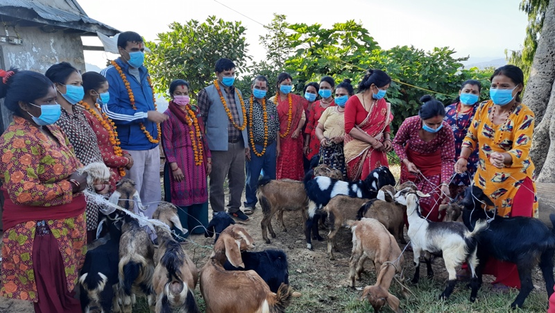साहस नेपालद्वारा बाख्राका विउ पाठी बितरण