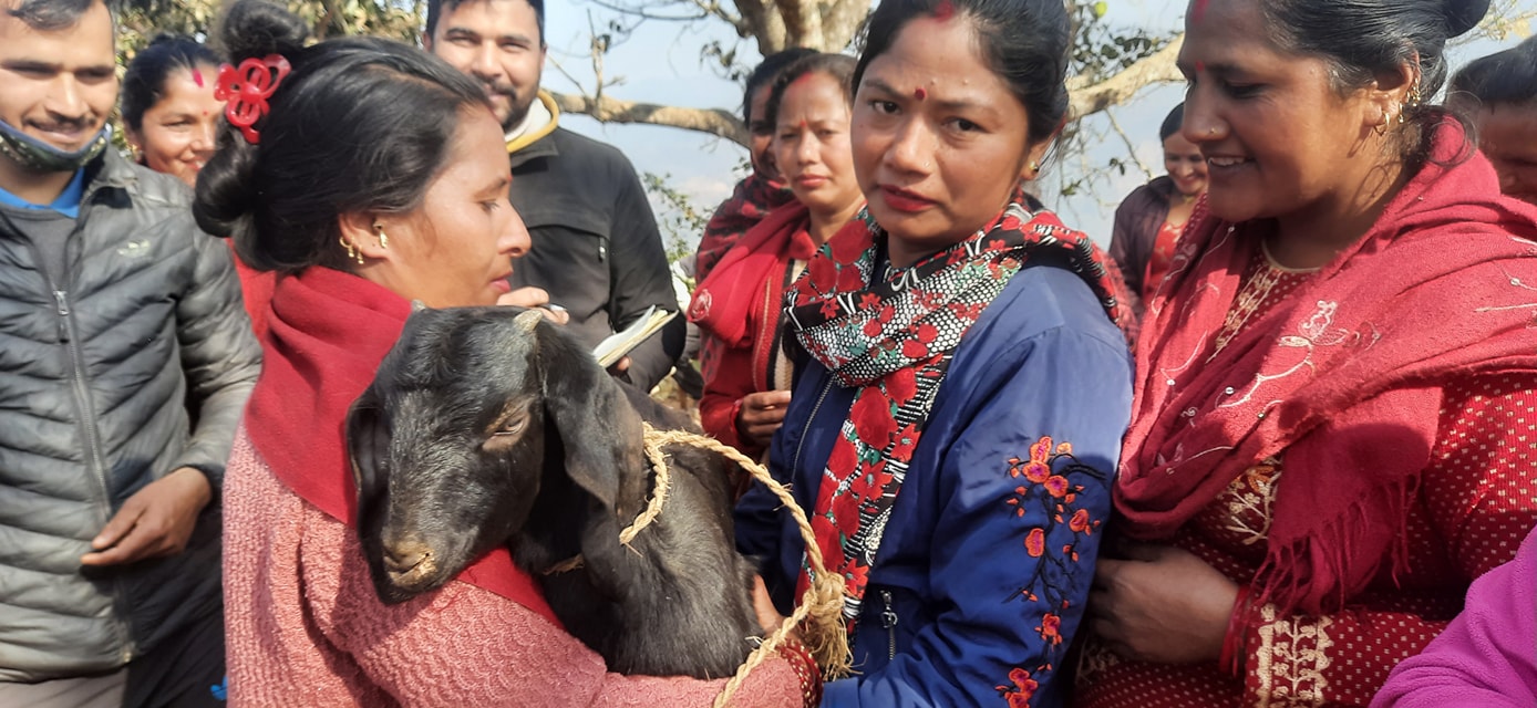 प्रयास नेपाल धादिङद्वारा महिला समूहलाई बाख्रा उपहार प्रदान