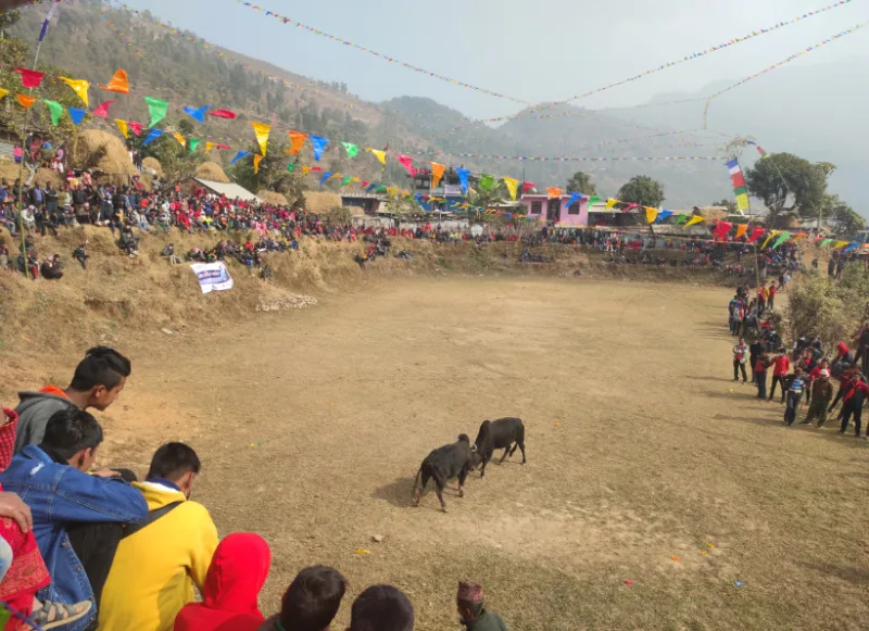माघे संक्रान्ती पर्वको अवसरमा गोरु जुधाई प्रतियोगीता