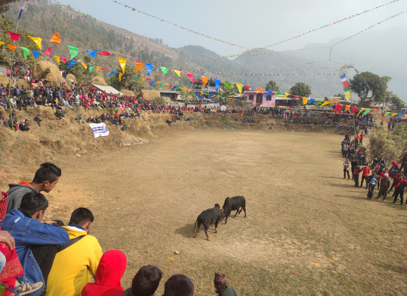 माघे संक्रान्ती पर्वको अवसरमा गोरु जुधाई प्रतियोगीता