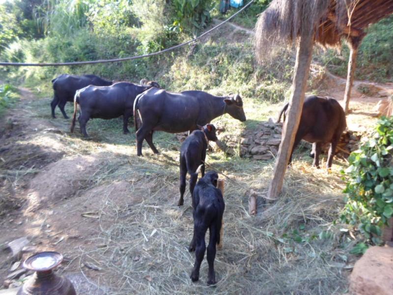 गाई भैसीलाई सुत्केरी भत्ता वितरण