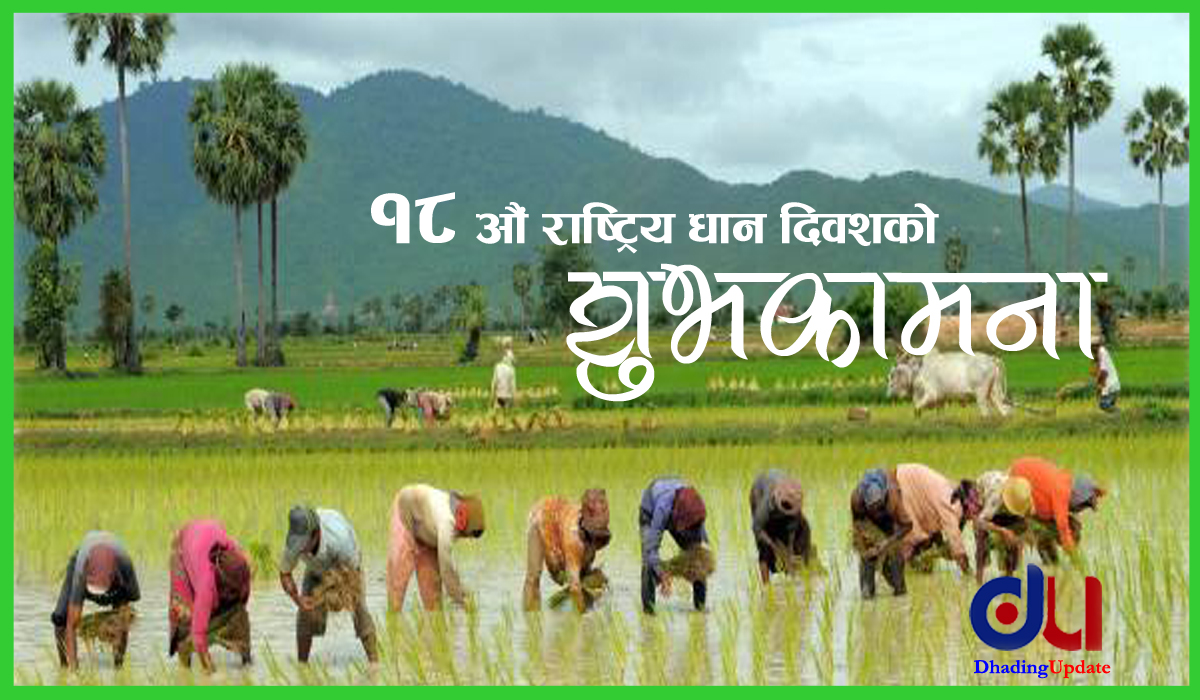 आज १८ औँ राष्ट्रिय धान दिवस !