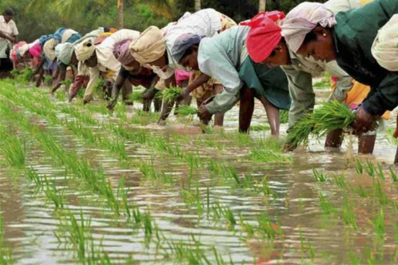 धादिङमा ९५ प्रतिशत रोपाई सकियो, साउनको अन्तिम सम्ममा रोपाई सकिने