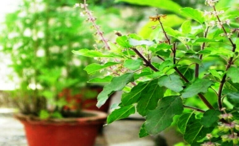 आज हरिशयनी एकादशी, घर-घरमा तुलसीको बिरुवा रोपिँदै