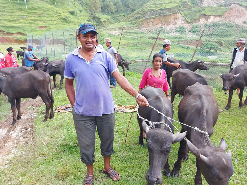 आयस्तर वृद्धि गराउन पाडा वितरण