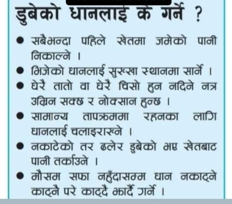 डुबेको धानलाई के गर्ने?