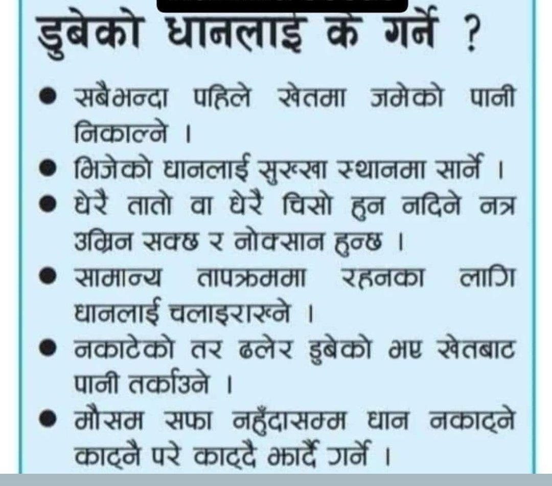 डुबेको धानलाई के गर्ने?