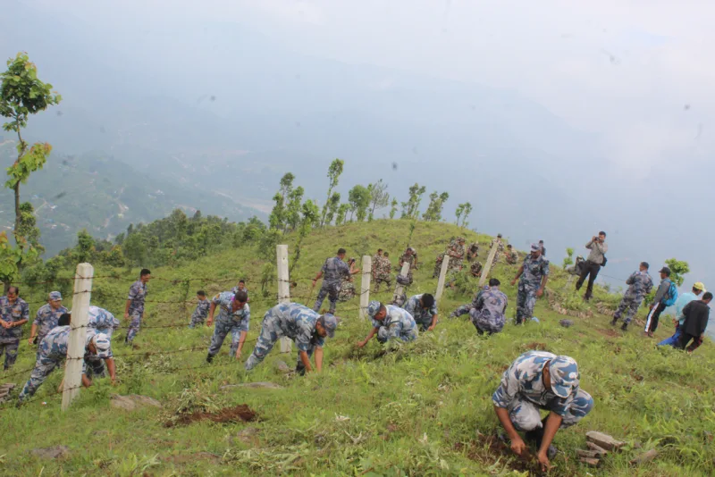 धादिङको भगवती धारापानी सामुदायिक वनमा एनसिडिसिको वृक्षारोपण कार्यक्रम