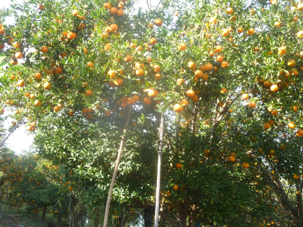 जवाङ गाउँको सुन्तला धादिङ महोत्सवमा ल्याइने