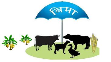नेपाल बिमक संघले कृषी बीमालेखको बिक्रि बन्द गर्ने