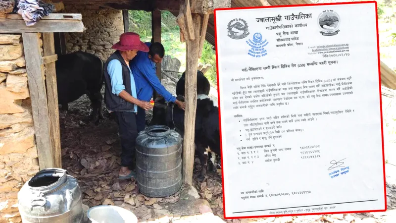 लम्पी स्किन डिजिज देखिएमा उपचारको लागि सम्पर्क गर्न ज्वालामुखी गाउँपालिकाको आग्रह
