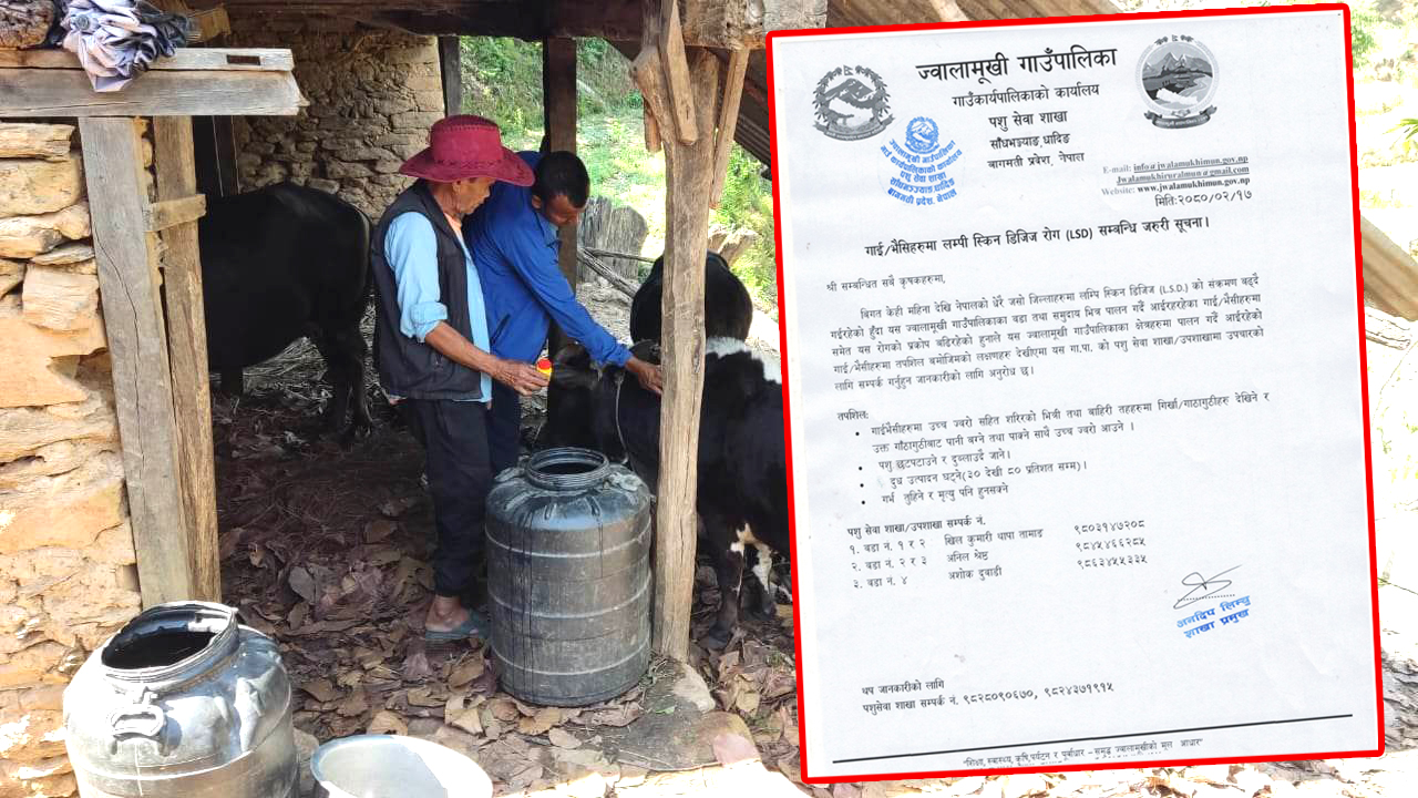 लम्पी स्किन डिजिज देखिएमा उपचारको लागि सम्पर्क गर्न ज्वालामुखी गाउँपालिकाको आग्रह