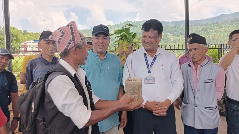 डिभिजन वन कार्यालय धादिङद्वारा विरुवा वितरण गर्न सुरु