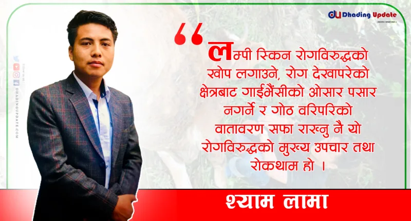 लम्पी स्किन रोगबाट गाई-भैंसीलाई यसरी बचाउन सकिन्छ !