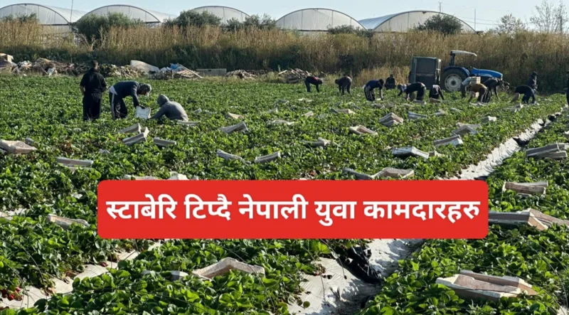 इजरायलको कृषि क्षेत्रमा नेपाली युवा कामदार ! (फोटोफिचर)