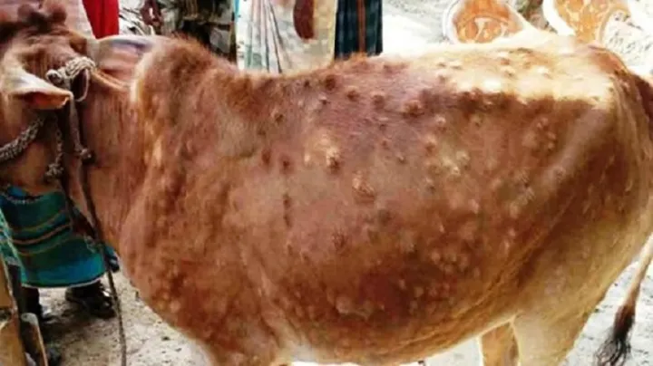 लम्पी स्किन रोग नियन्त्रणका लागि तत्काल प्रभावकारी कदम चाल्न प्रधानमन्त्रीको निर्देशन