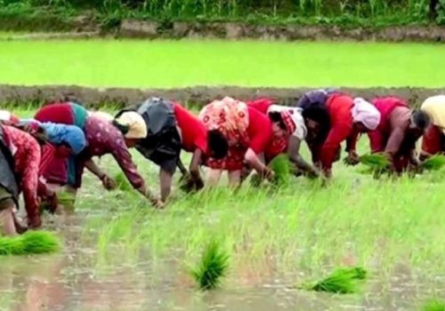 देशभर ९१ प्रतिशत धान रोपाइँ सम्पन्न