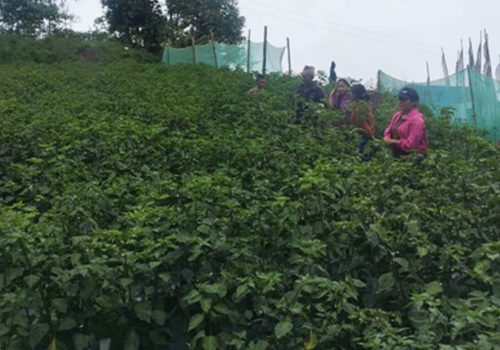 व्यावसायिक अकबरे खुर्सानीखेती गर्दै किसान