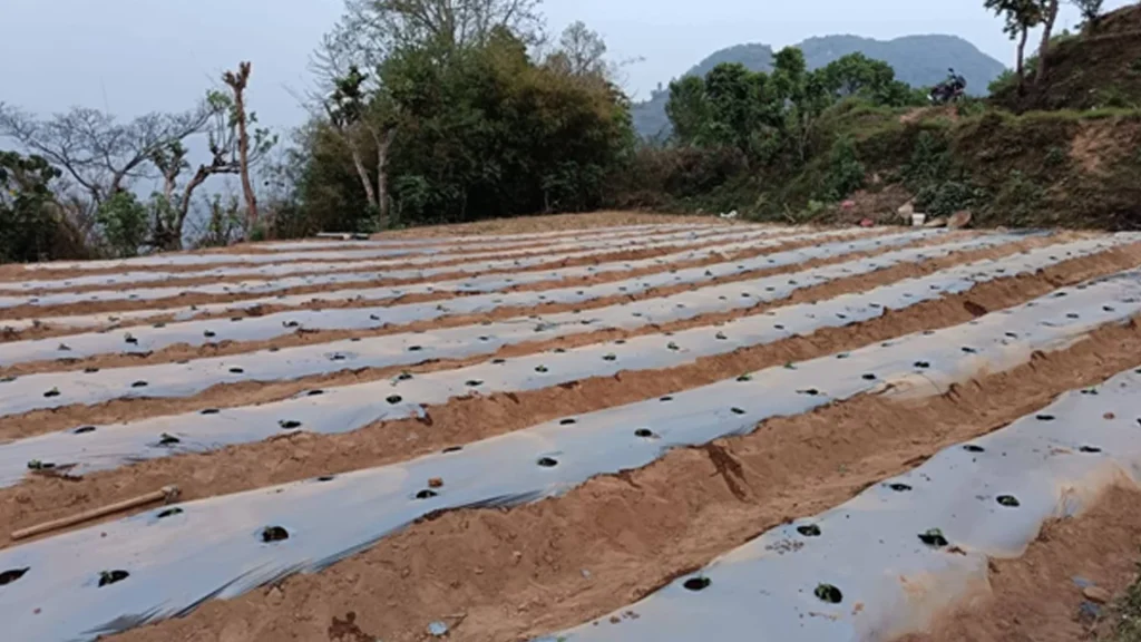झाडी फाडेर व्यावसायिक अकबरे खुर्सानीखेती : १० लाख आम्दानी गर्ने लक्ष्य