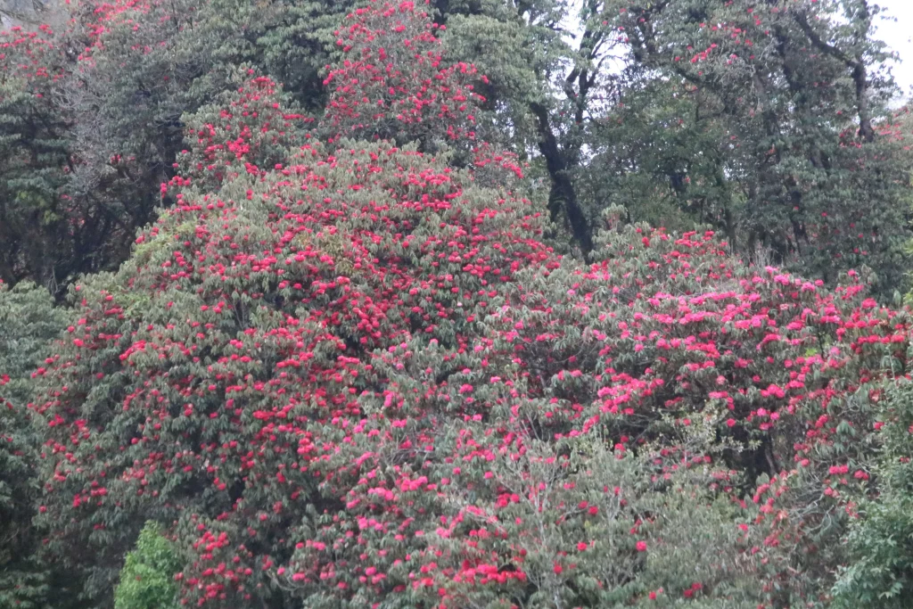 ढकमक्क लालीगुराँस