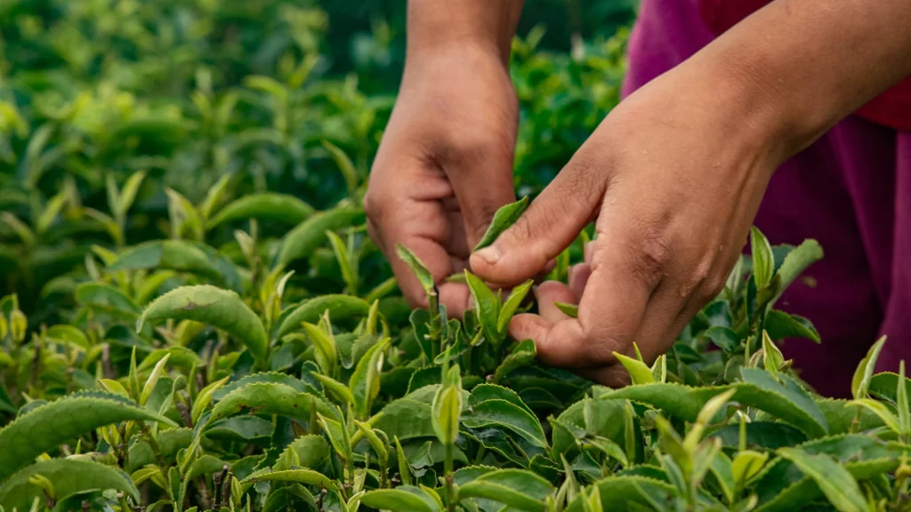 परीक्षणसम्बन्धी नयाँ नियमले चिया निर्यात ठप्प
