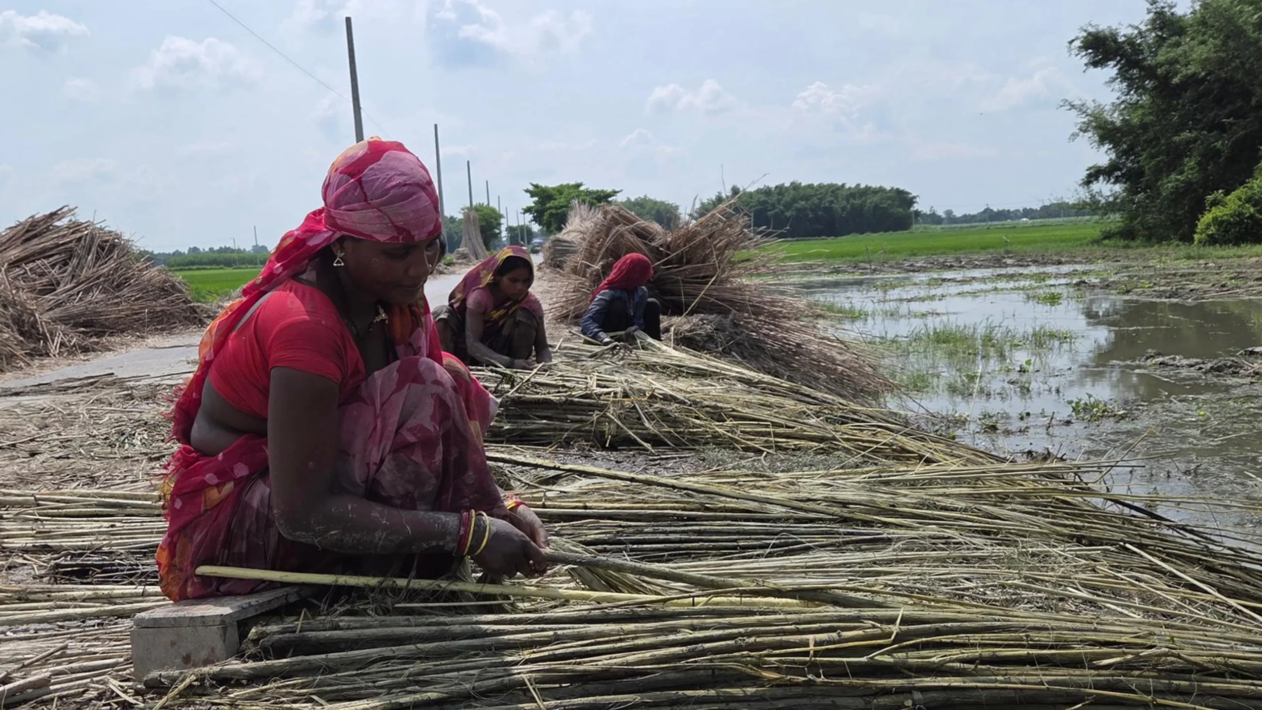 सुनसरीमा जुटखेतीतर्फ किसानको आकर्षण