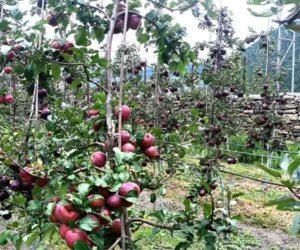दार्चुलाकोे किसानको गुनासो,‘लटरम्म स्याउ फले, बिक्री हुँदैन ’