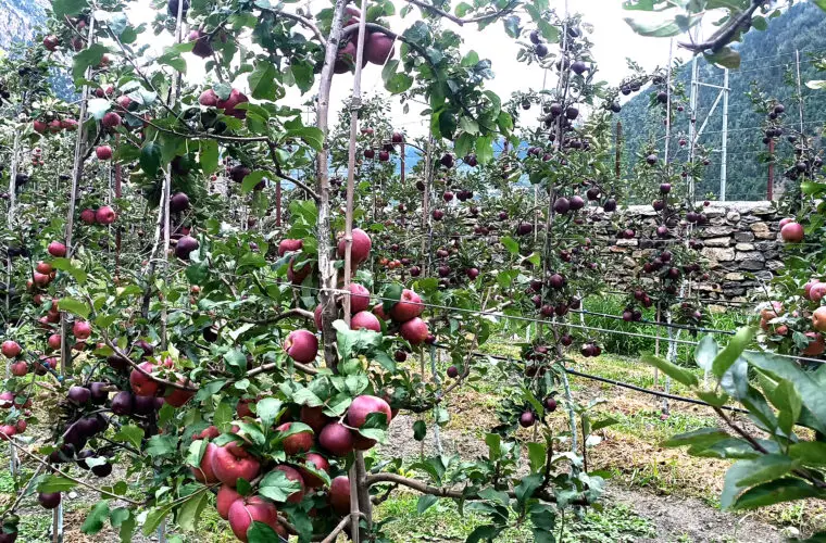 दार्चुलाकोे किसानको गुनासो,‘लटरम्म स्याउ फले, बिक्री हुँदैन ’