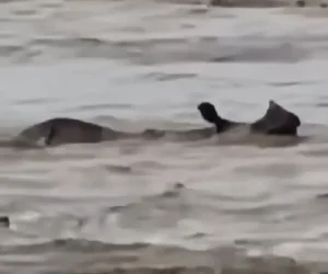 बाढीले बगाएको गैँडा सुस्ता पुग्यो