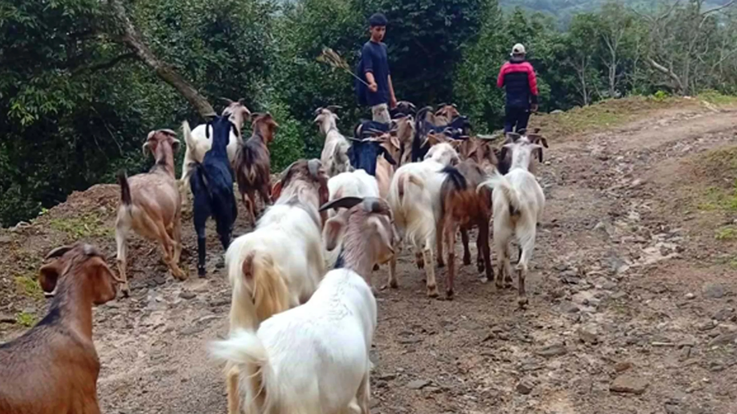 यातायातको पहुँचसँगै काठमाडौँ पुग्न थाले भोजपुरका ‘खसीबोका’  