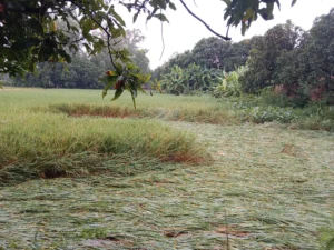 निरन्तर वर्षाले खेतमा पाकेको धान ढलेपछि…
