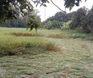 निरन्तर वर्षाले खेतमा पाकेको धान ढलेपछि…