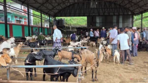 चाडपर्व नजिकिएसँगै धरानमा खसीबोकाको कारोबार बढ्यो   