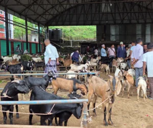 चाडपर्व नजिकिएसँगै धरानमा खसीबोकाको कारोबार बढ्यो   