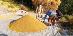 चाडपर्व मनाउन सस्तो दरमा धान बेच्दै किसान