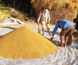 चाडपर्व मनाउन सस्तो दरमा धान बेच्दै किसान