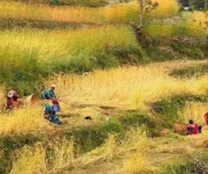 कात्तिक १५ गतेपछि मात्र धान भित्र्याउनु  :  कृषि विकास कार्यालय