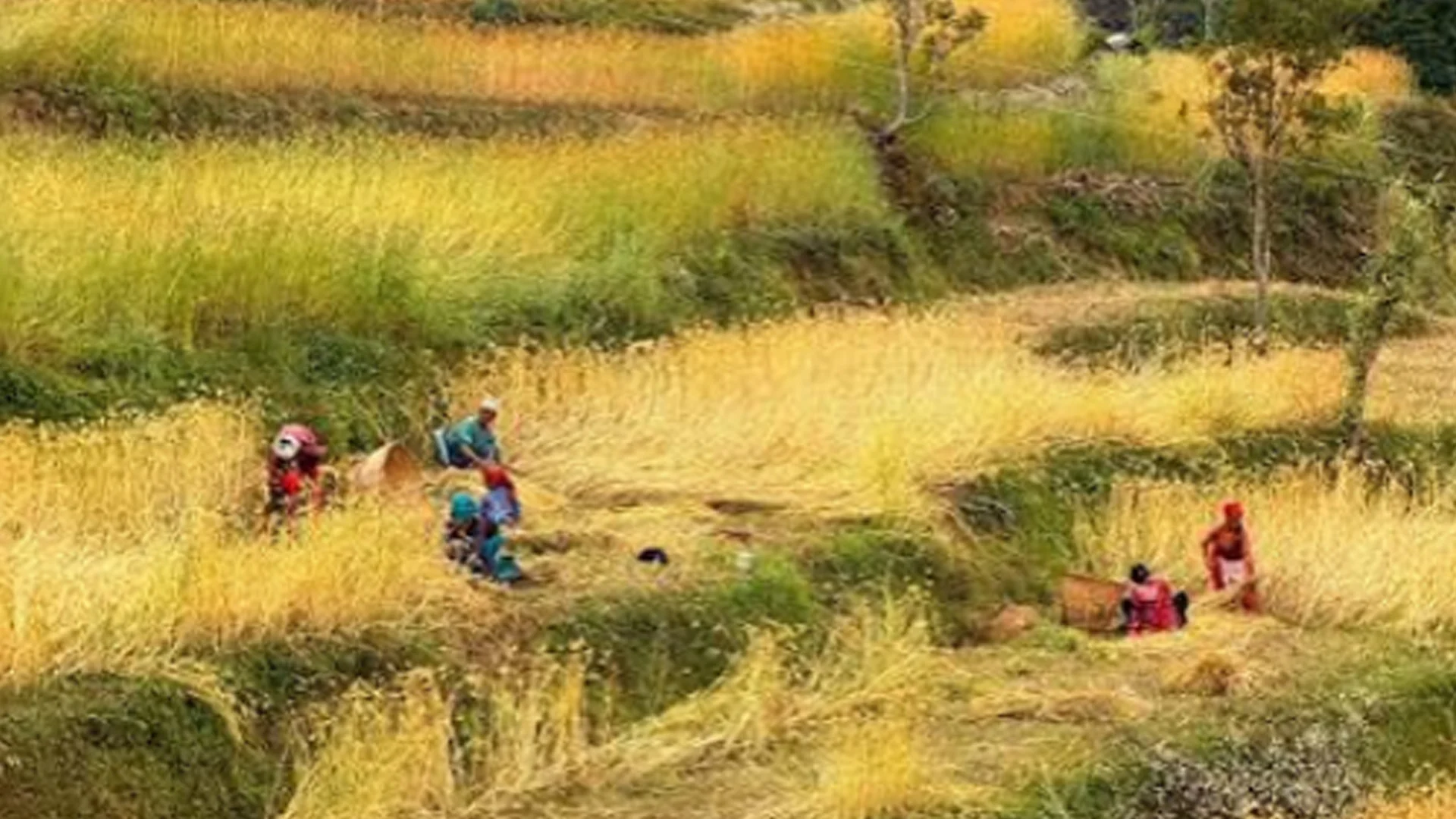 कात्तिक १५ गतेपछि मात्र धान भित्र्याउनु  :  कृषि विकास कार्यालय
