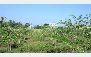 रसुवाका बाढी प्रभावित चार हजार १०८ परिवारलाई नगद सहायता