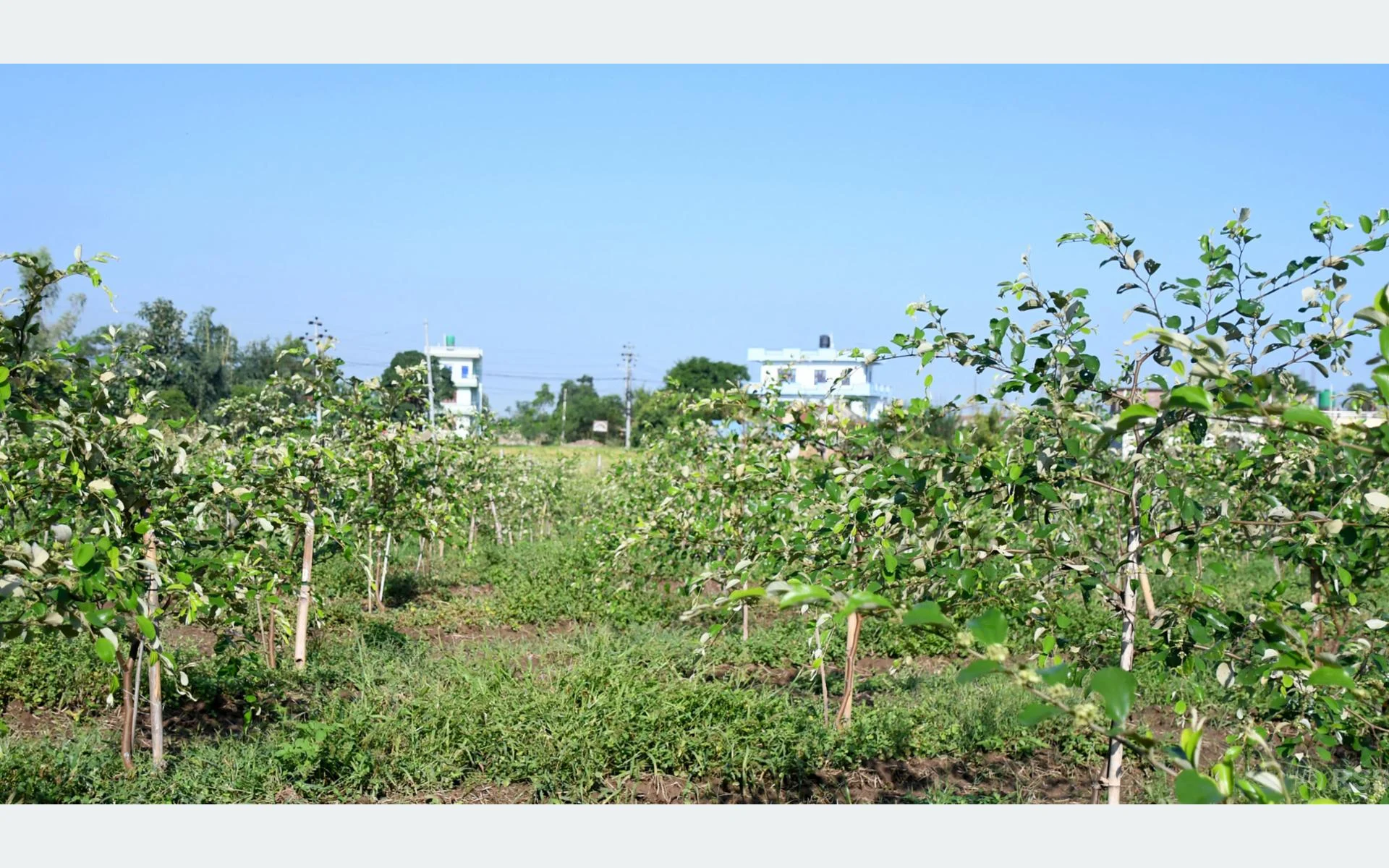 रसुवाका बाढी प्रभावित चार हजार १०८ परिवारलाई नगद सहायता
