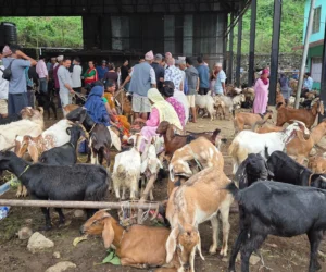 धरानमा दसैँमा २६ करोड बढीको खसीबोका कारोबार