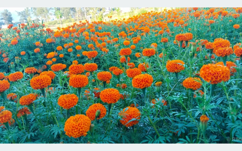 दाङमा तिहारका लागि फूल तयार