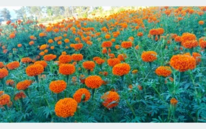 दाङमा तिहारका लागि फूल तयार