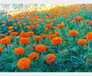 दाङमा तिहारका लागि फूल तयार