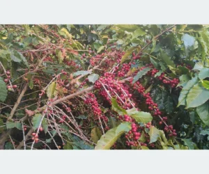 काभ्रेमा कफीको व्यावसायिक विस्तार, बढ्दै आर्थिक सम्भावना